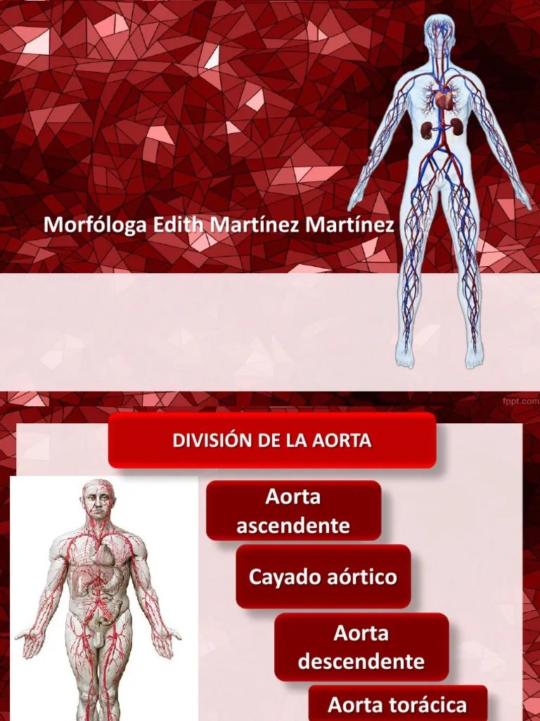 AnatomÃ­a de Las Arterias Aorta CirculaciÃ³n coronaria