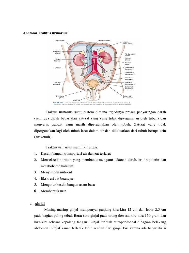 Anatomi Dan Fisiologi Traktus Urinarius