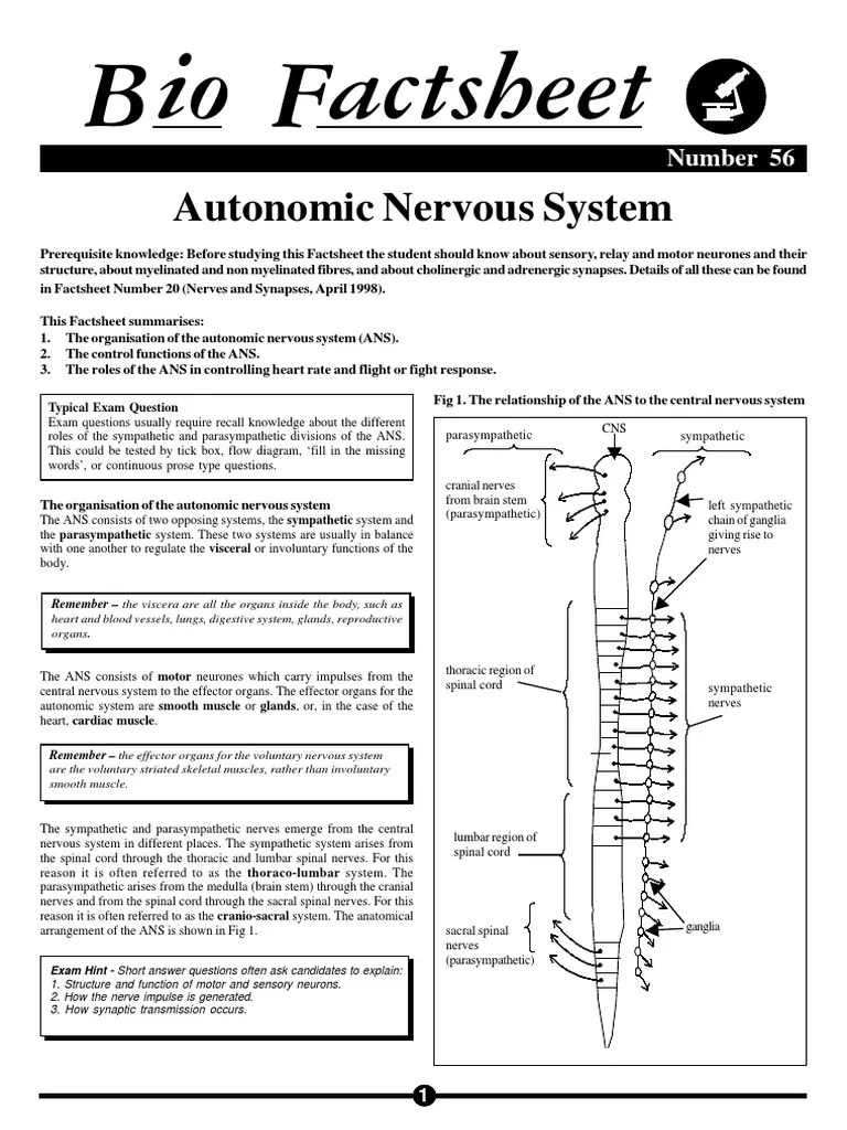 056 Autonomic Nervous System Autonomic Nervous System