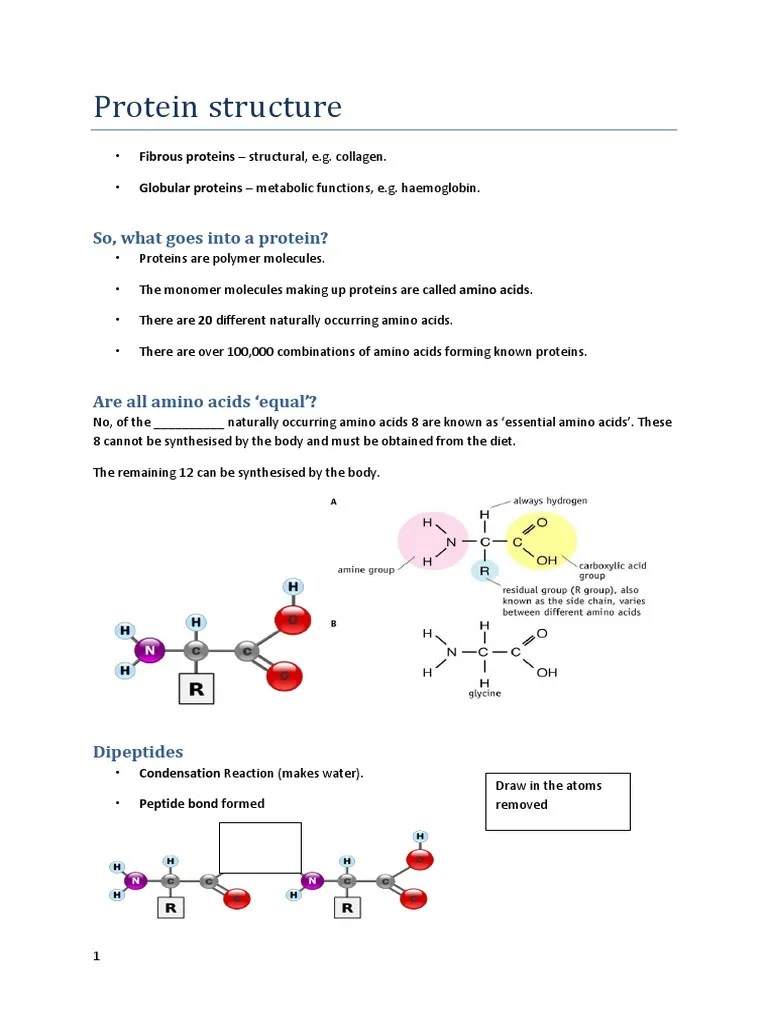 Protein Structure Worksheet | Biomolecular Structure | Proteins