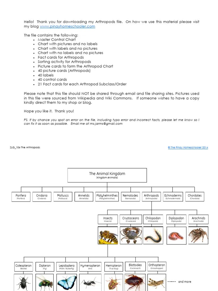 The Arthropods Learning Pack Insects Fly