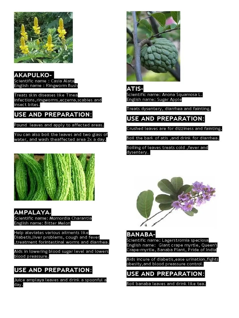 Medicinal Plants PDF Oregano Diarrhea