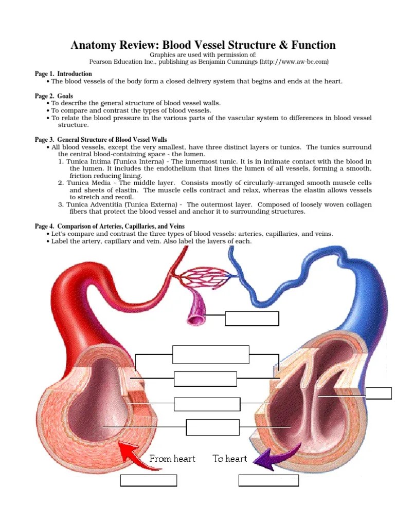 Anatomy Review Blood Vessel Artery Vasodilation