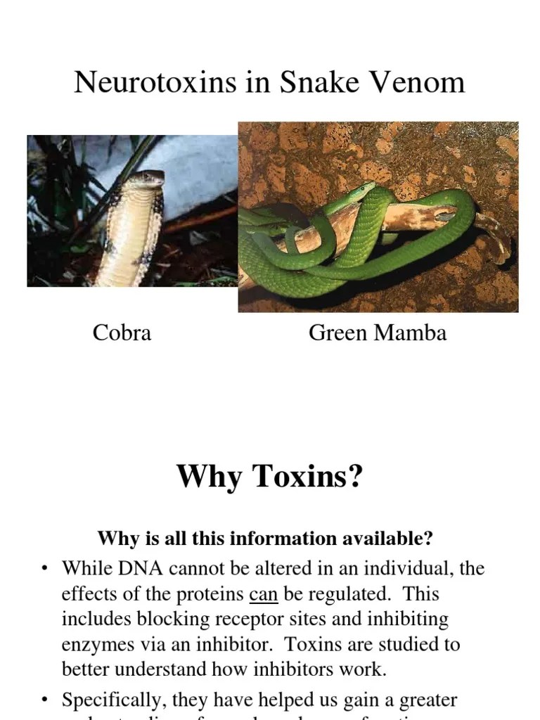 Cobra Venom Acetylcholine Neuromuscular Junction