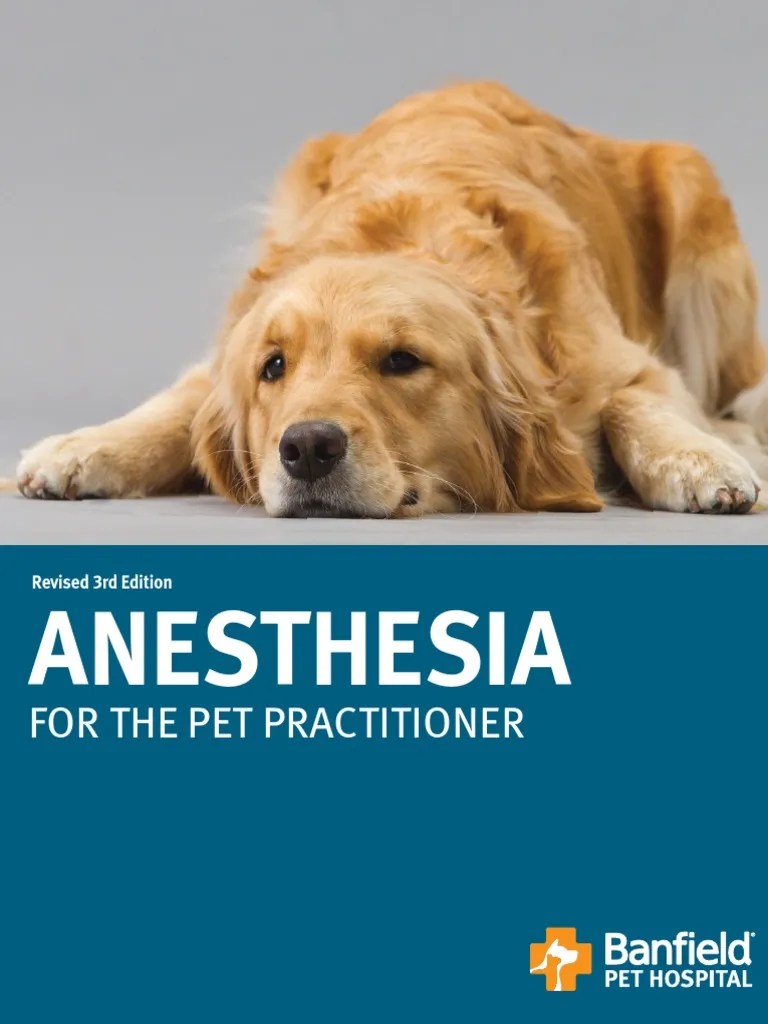 Anesthesia For Pet Practitioner Anesthesia Acetylcholine