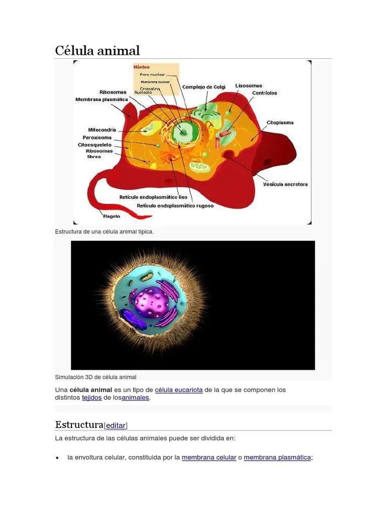 Célula Animal Eukaryotes Cytoplasm
