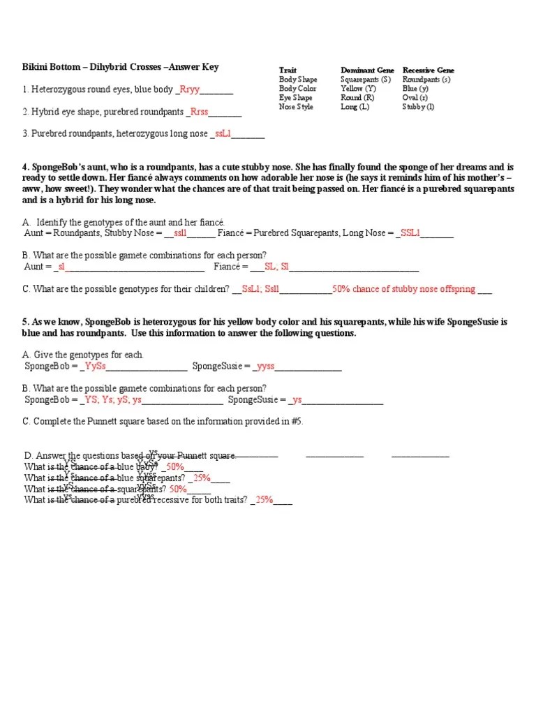 Genetics mcq / quiz with answer key in molecular genetics, mendelian genetics, classical genetics, modified mendelian ratios, linkage, crossing over, chromosome mapping. Spongebob Dihybrid Answers | Genotype | Zygosity