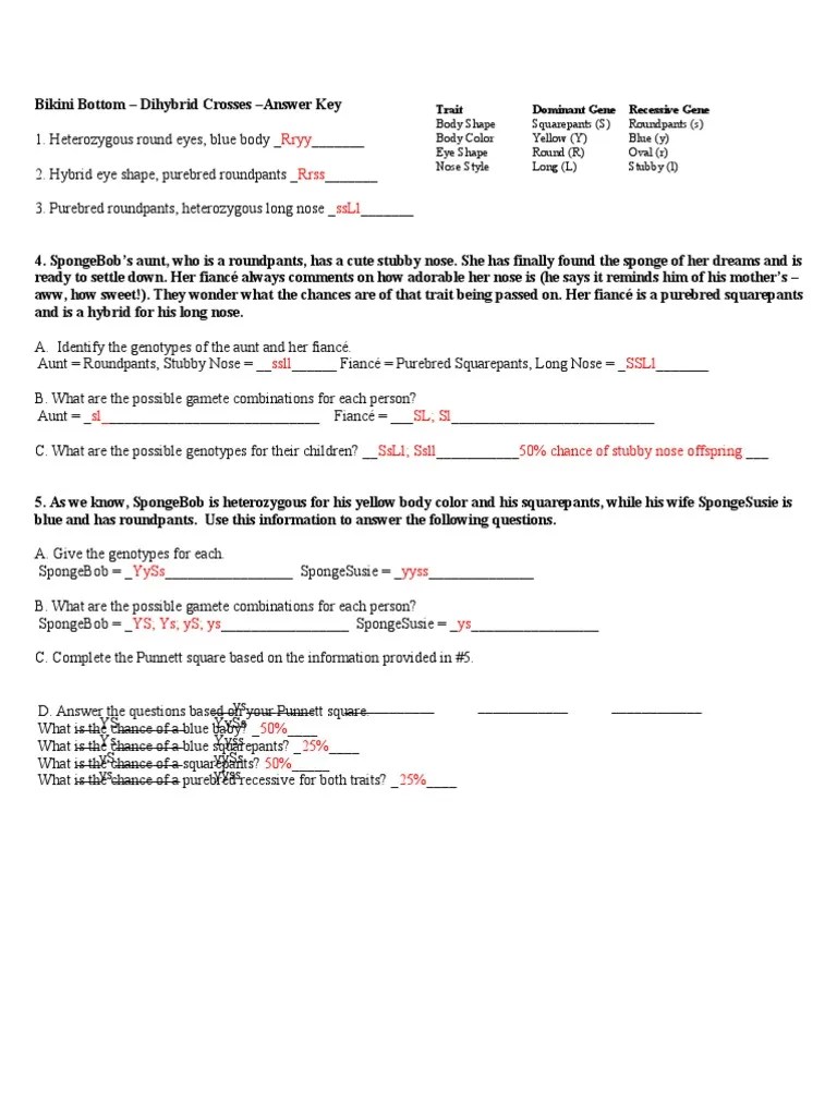 Spongebob Genetics Answer Key . Spongebob Dihybrid Answers | Genotype | Zygosity