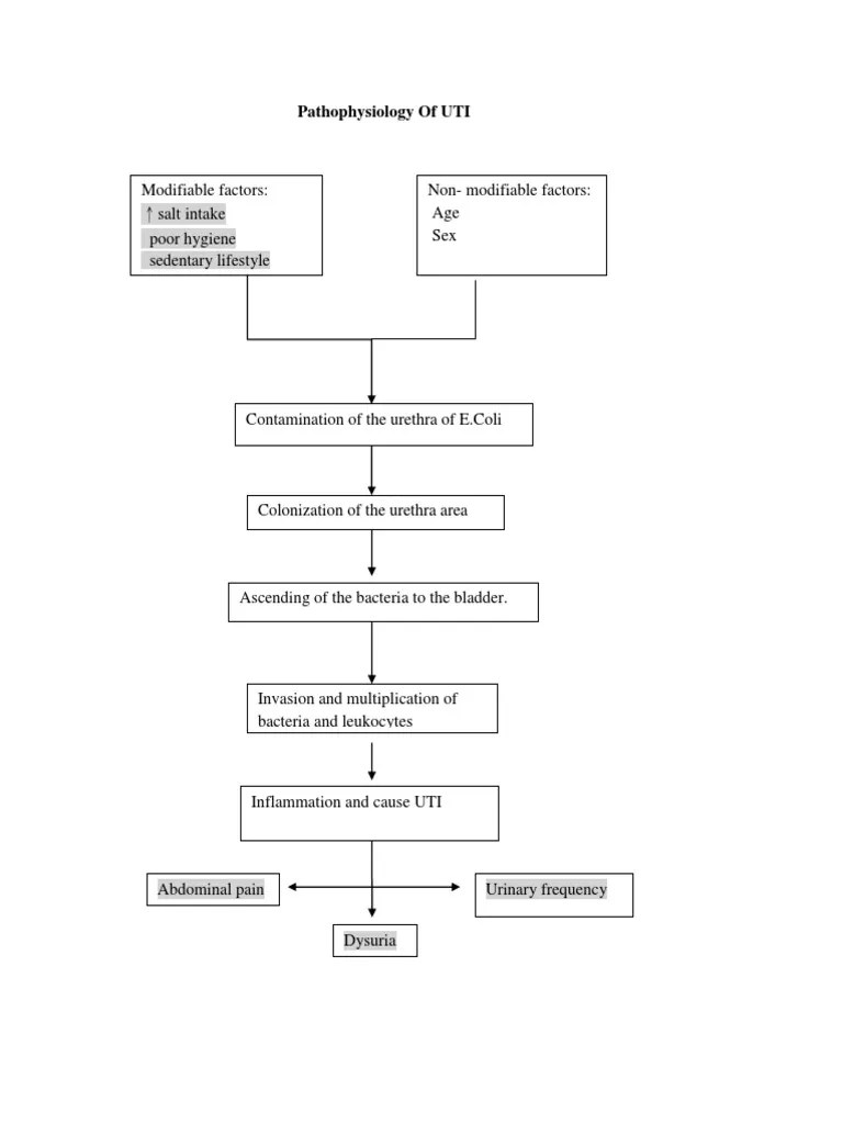 Pathophysiology Of Urinary Tract Infection - sharedoc