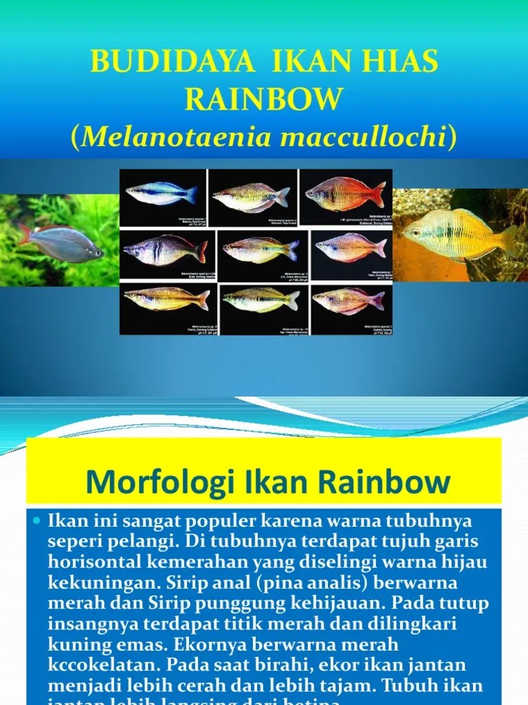 BUDIDAYA IKAN HIAS RAINBOW.pptx