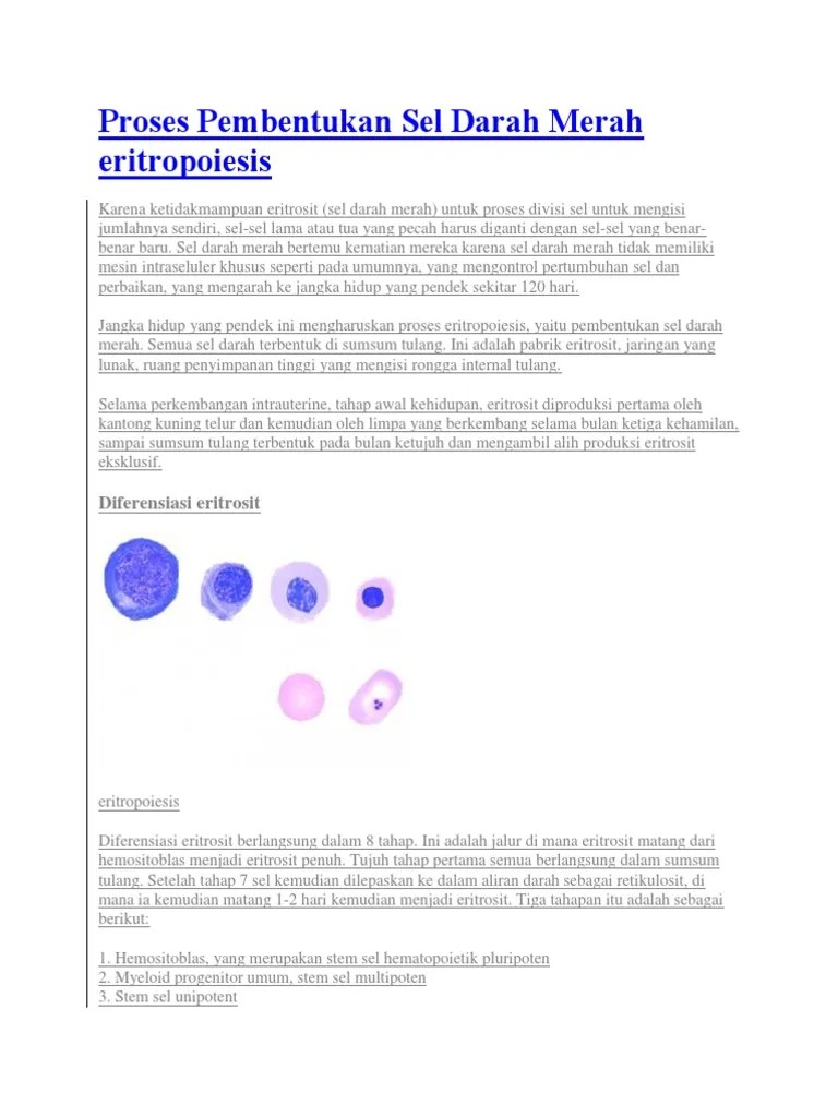 Proses Pembentukan Sel Darah Merah Eritropoiesis | PDF