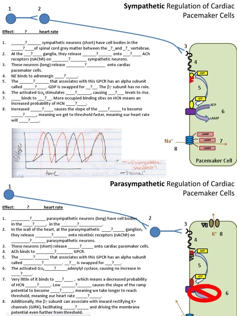 FIB Quizlet Autonomic Cardiac Regulation Acetylcholine Autonomic
