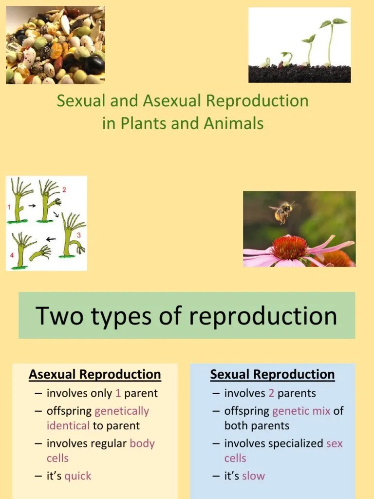 sexual vs asexual reproduction in plants and animals 1 Sexual Reproduction Plant Reproduction
