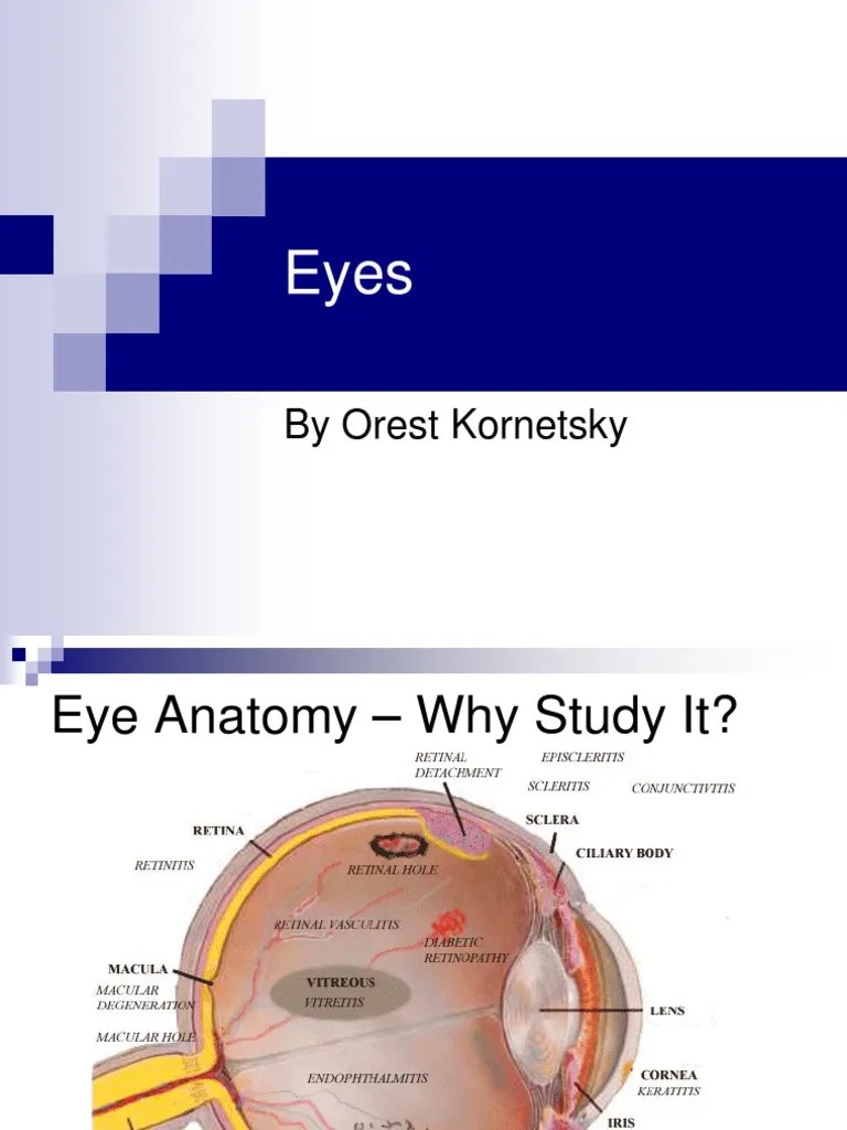 Eye Anatomy Human Eye Visual System