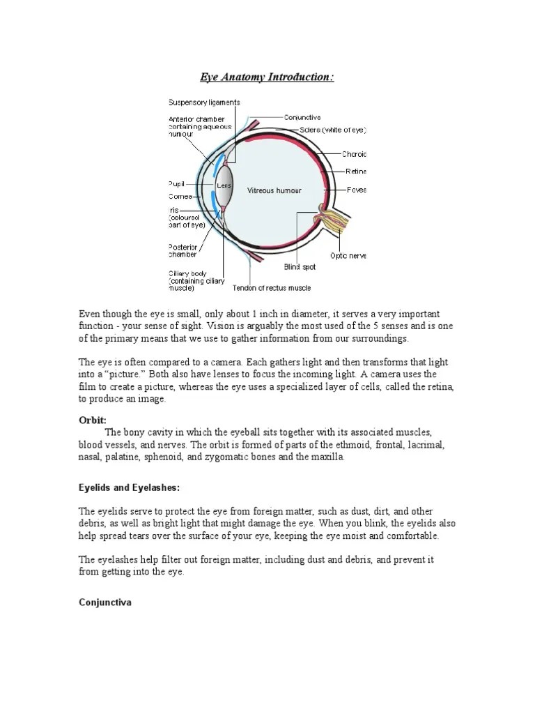 Eye Anatomy Introduction Retina Eye
