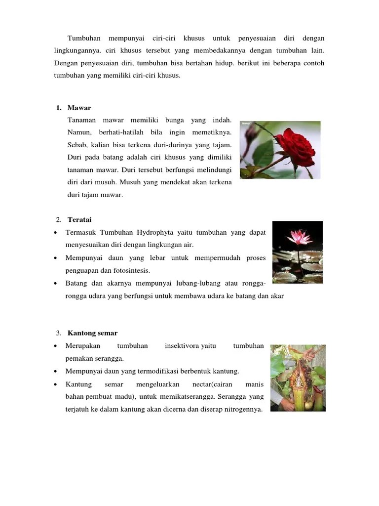 Ciri-Ciri Tumbuhan | PDF