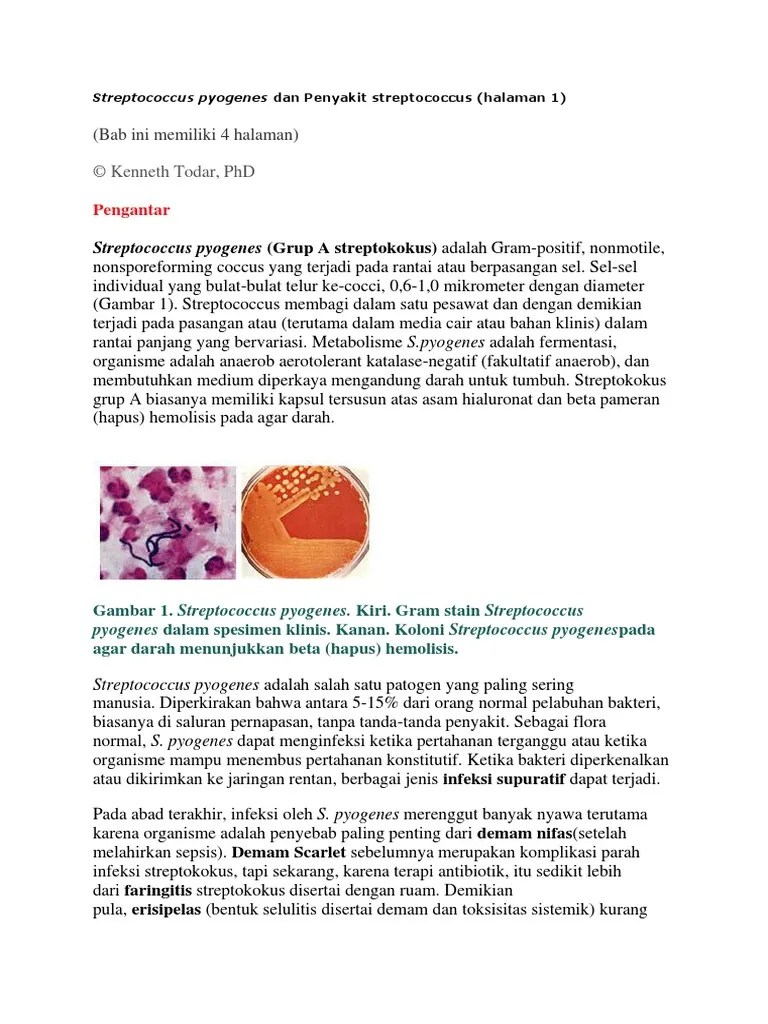Streptococcus Pyogenes | PDF