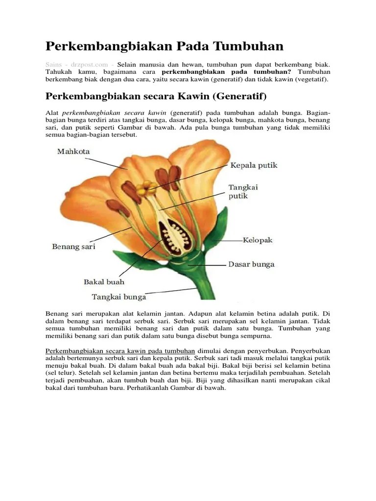 Alat Kelamin Jantan Pada Tumbuhan Disebut Coba Sebutkan