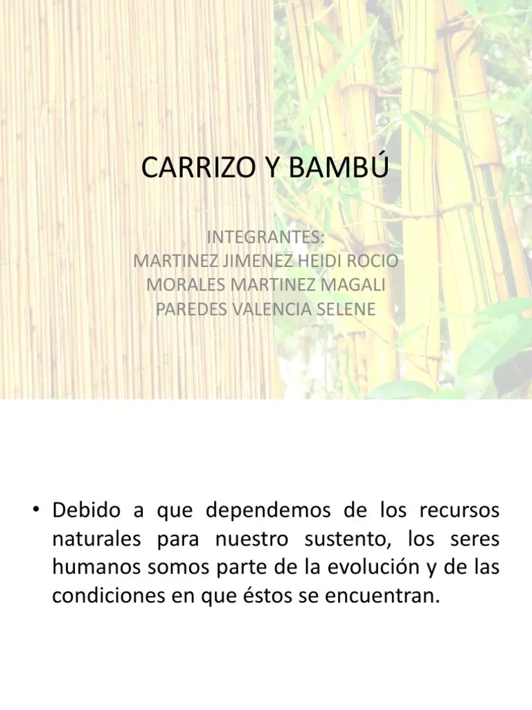 Carrizo y Bambú PDF Sustentabilidad Plantas