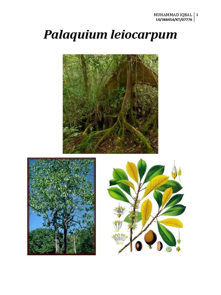 Fitogeografi Palaquium leiocarpum