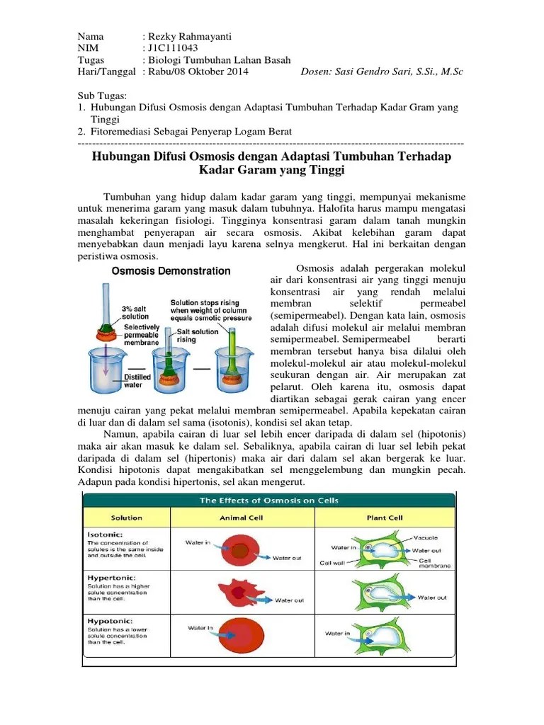 Hubungan Difusi Osmosis dengan Adaptasi Tumbuhan Terhadap Kadar Garam
