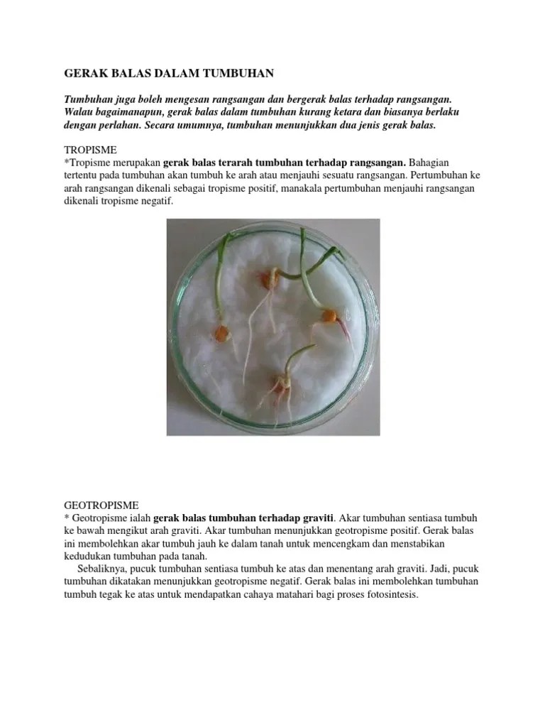 Gerak Balas Tumbuhan Terhadap Rangsangan Geotropisme seismonasti atau