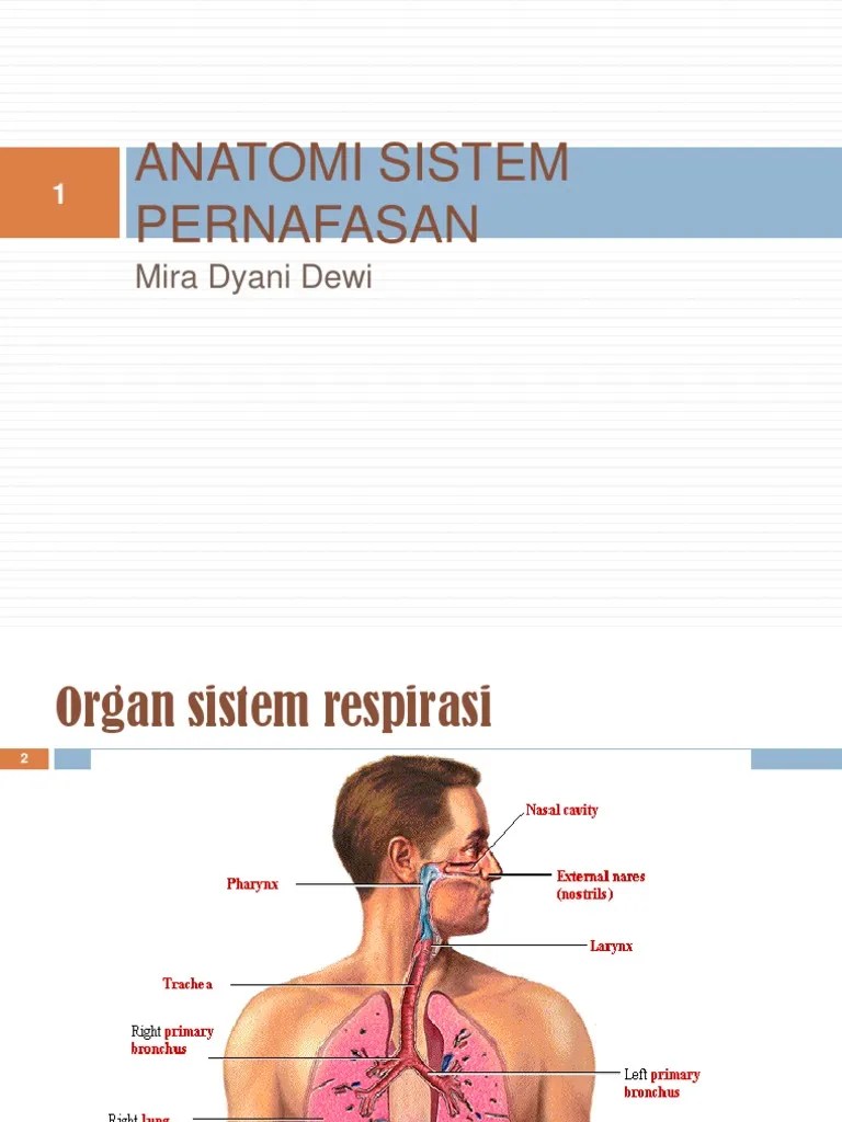 Anatomi Dan Fisiologi Sistem Pernafasan | PDF