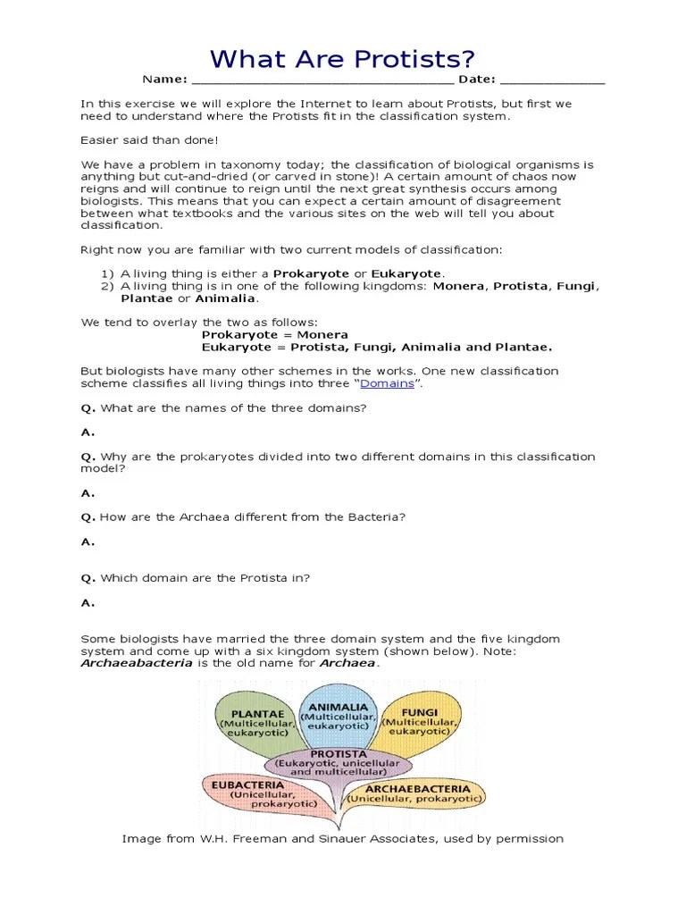 Fixed Protista Worksheet Protozoa Taxa