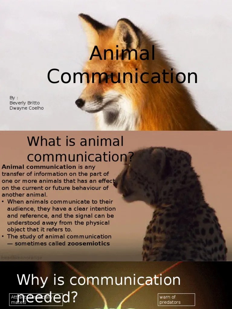 Final Presentation on Animal Communication Zoology Nature