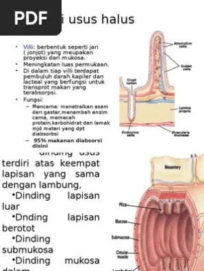 Anatomi Usus Halus | PDF