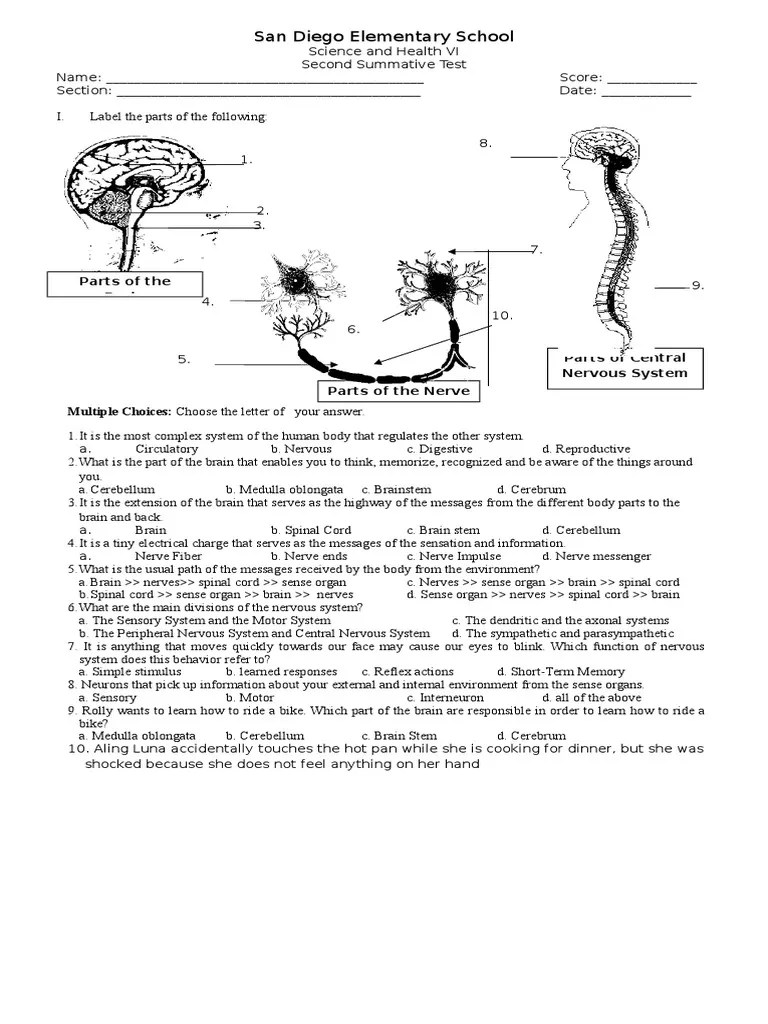 summative test 2.1 nervous system.doc