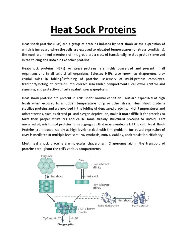 Heat Shock Proteins Biochemistry Earth & Life Sciences