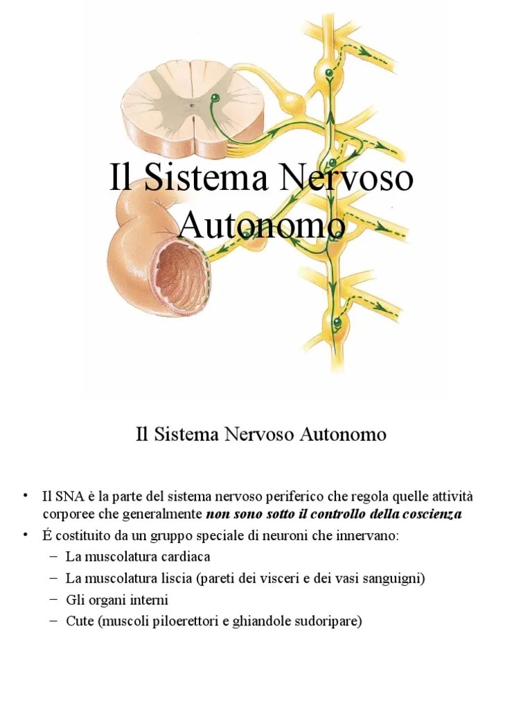 Fisiopatologia del sistema nervioso StuDocu