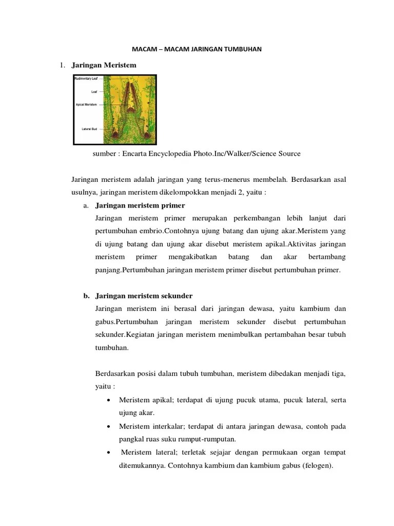 Macam Macam Jaringan Tumbuhan | PDF
