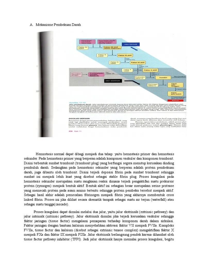 Mekanisme Pembekuan Darah