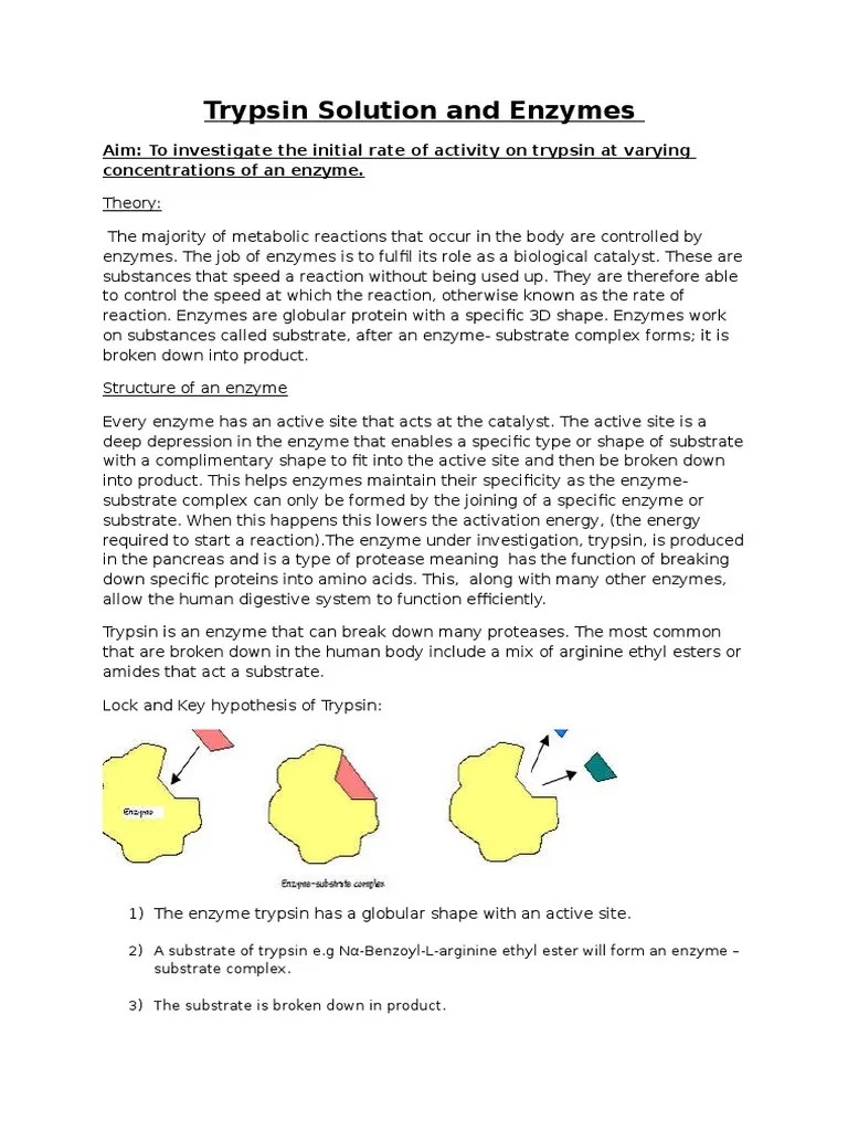 Enzymes Report Biology AS Core Practical Write up Edexcel Active Site