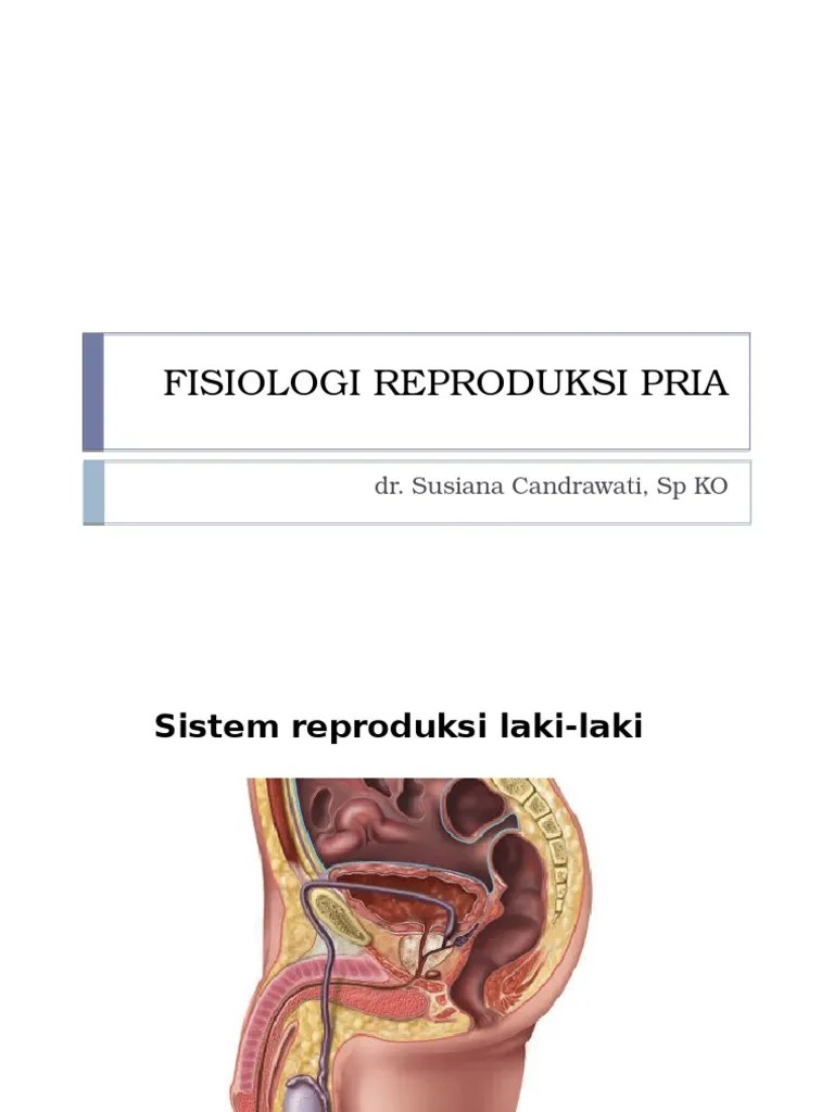 L13 FISIOLOGI REPRODUKSI PRIA.ppt