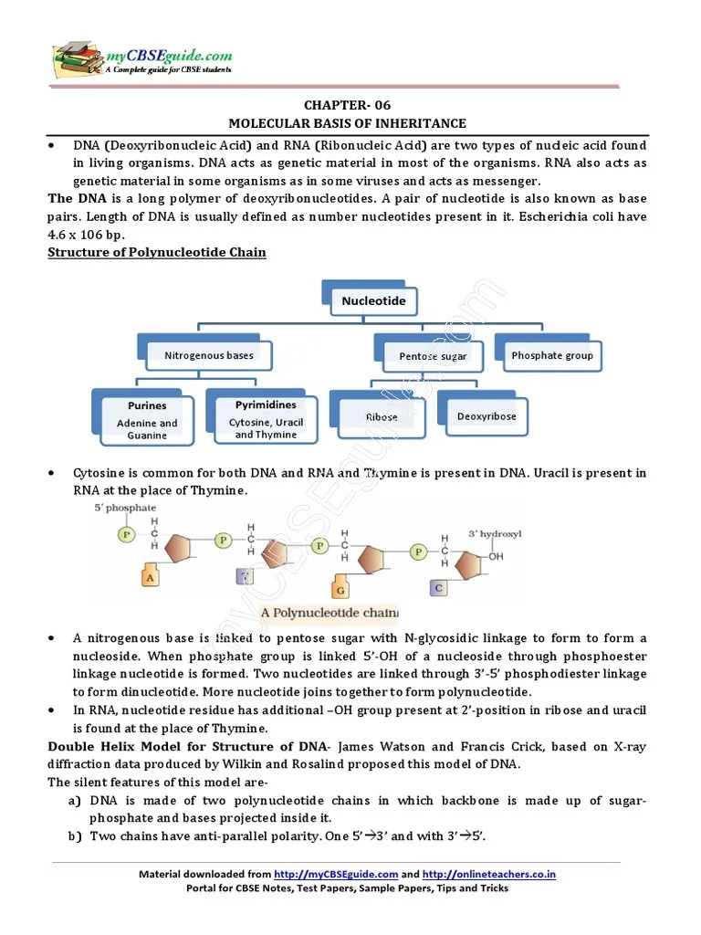 12 Biology Notes Ch06 Molecular Basis of Inheritance Code