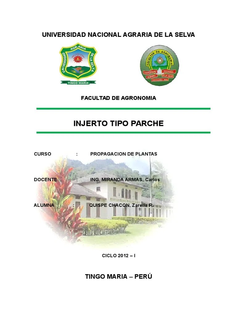 INJERTO PARCHE Injerto Plantas