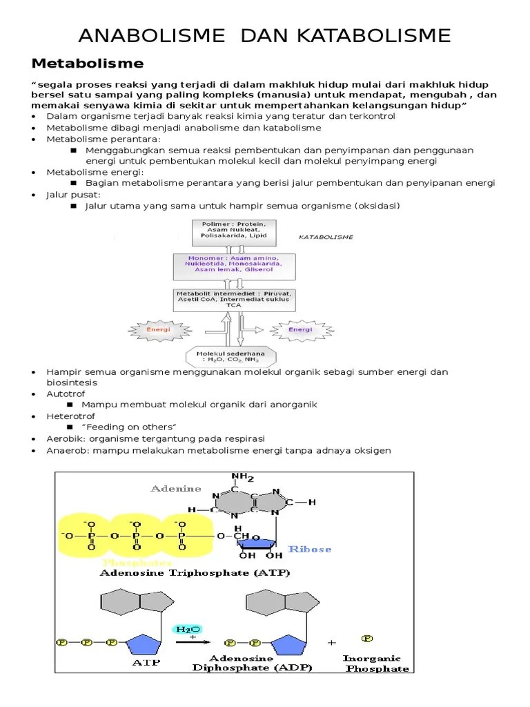 Anabolisme Dan Katabolisme