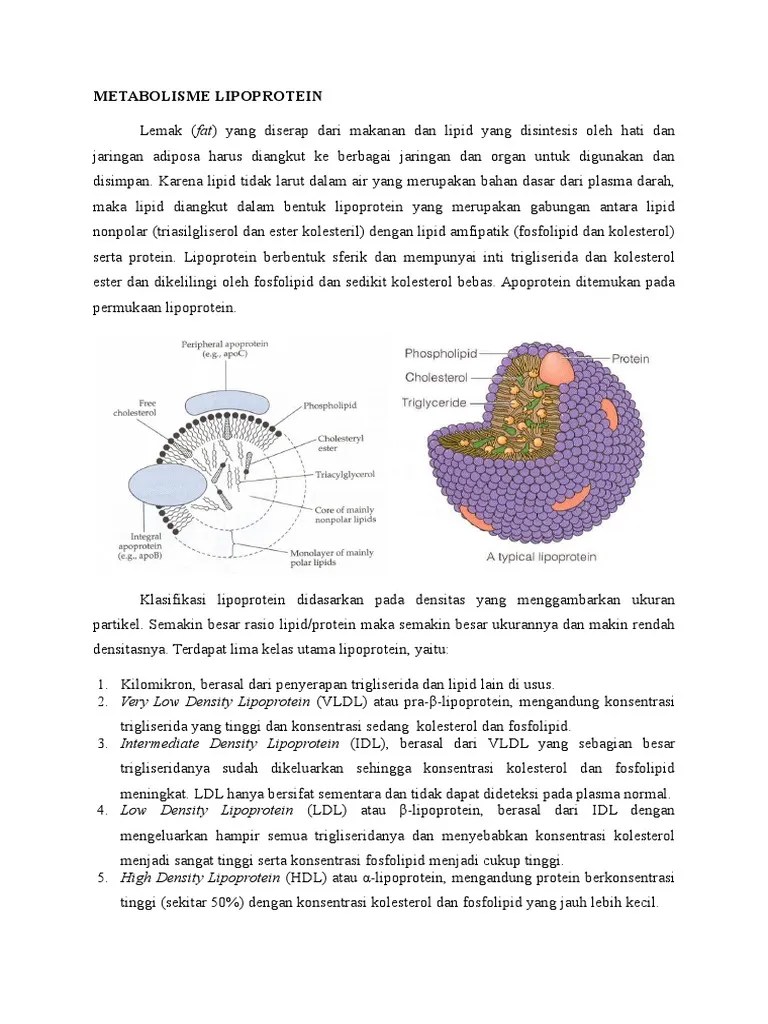 Metabolisme Lipoprotein