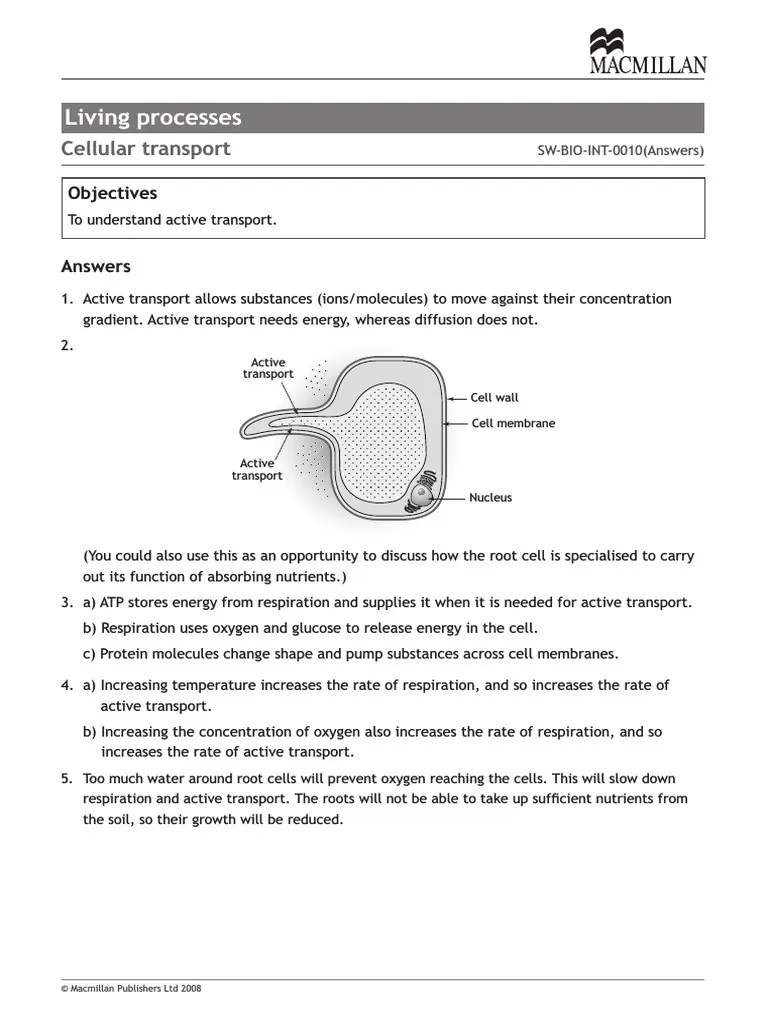 Active Transport Worksheet Answers Cellular Respiration Cell (Biology)