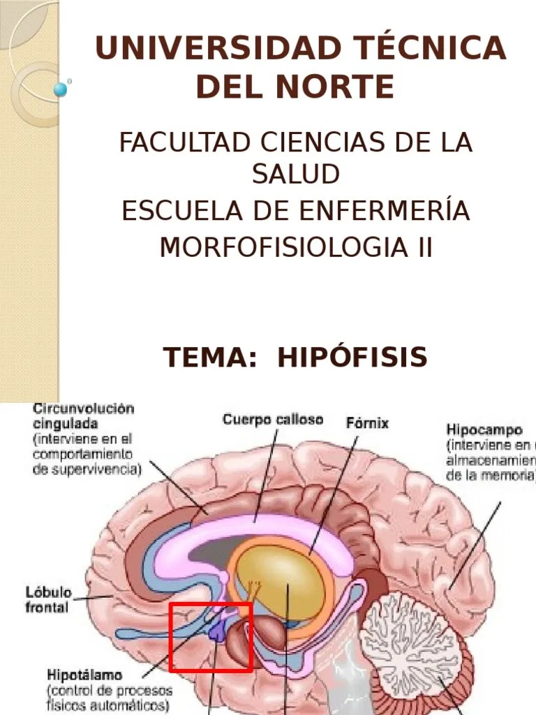 Hipofisis (anatomia, fisiologia, irrigacion, inervacion, histologia