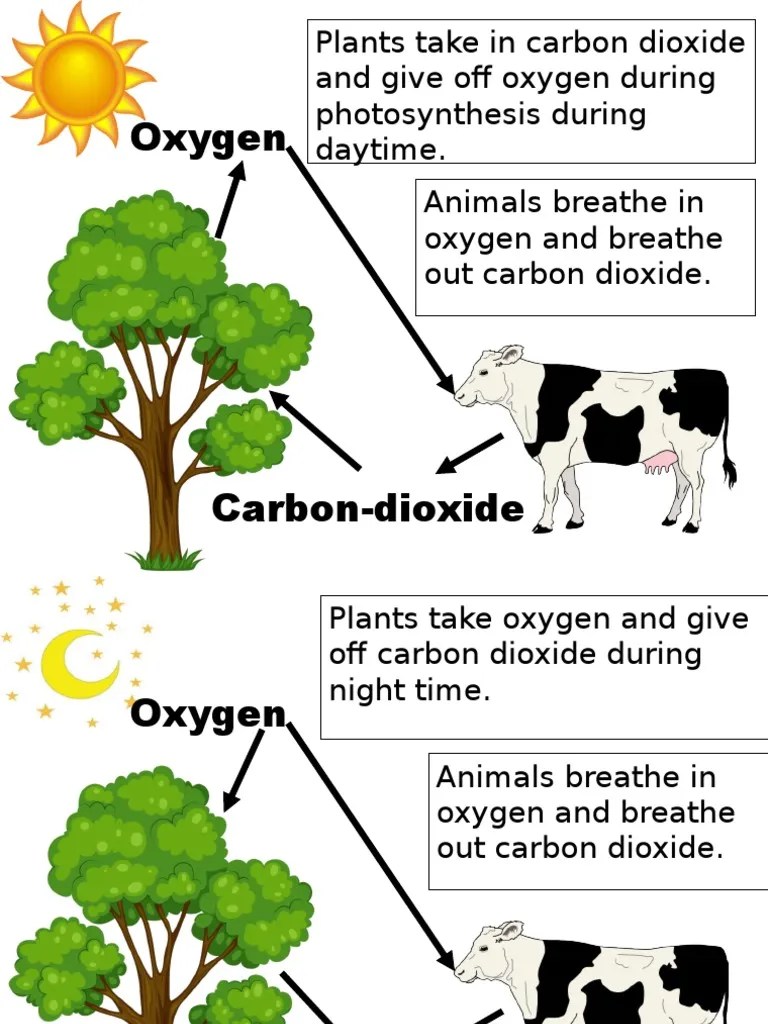 OxygenCarbon Dioxide Cycle