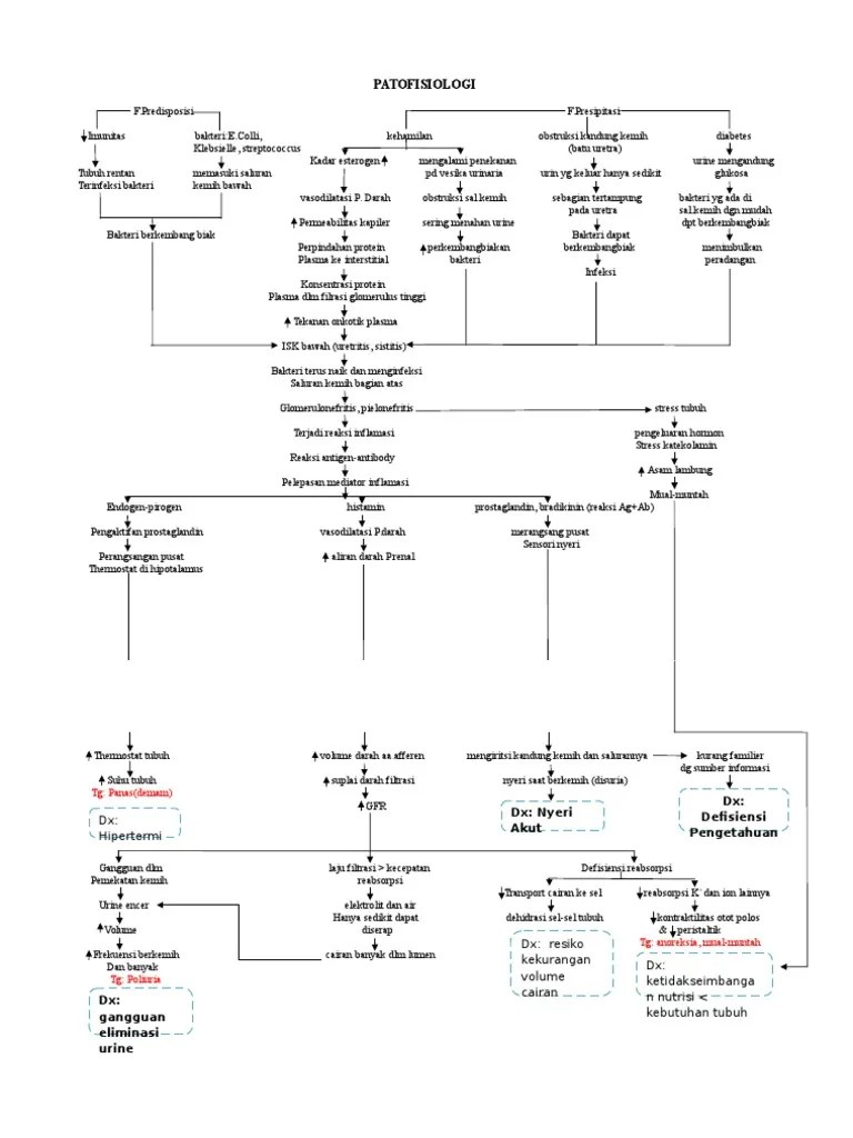 Patofisiologi Infeksi Saluran Kemih