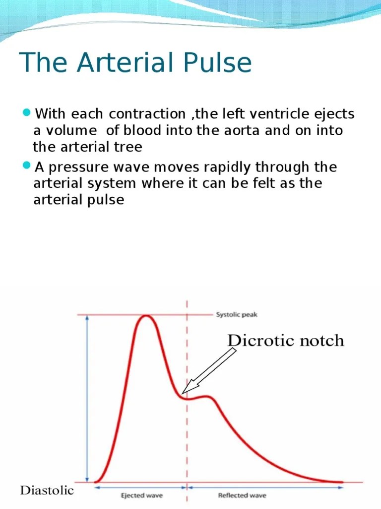 The Arterial Pulse PDF Pulse Cardiovascular System
