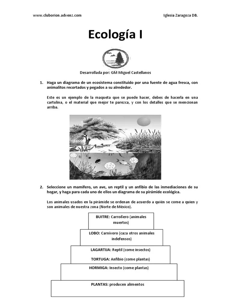 Especialidad de ecologia Hormiga Ecología