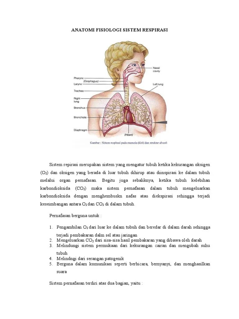 Anatomi Sistem Pernapasan ~ 35+ images faring merupakan percabangan dua  saluran yaitu, anatomi sistem pernapasan, sistem organ