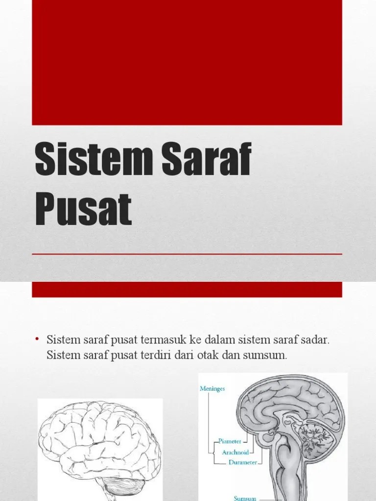 Sistem Saraf Pusat | PDF