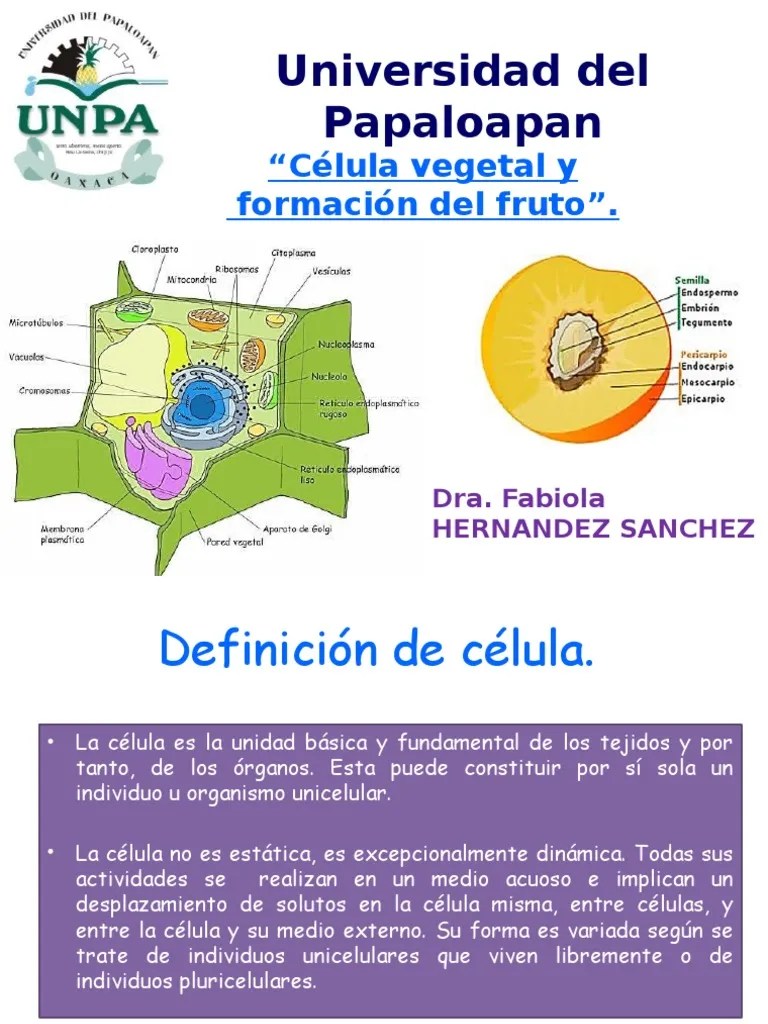 Celula Vegetal Retículo endoplásmico Vacuole